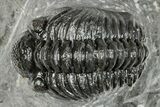 Phacopid (Adrisiops) Trilobite - Jbel Oudriss, Morocco #251625-1